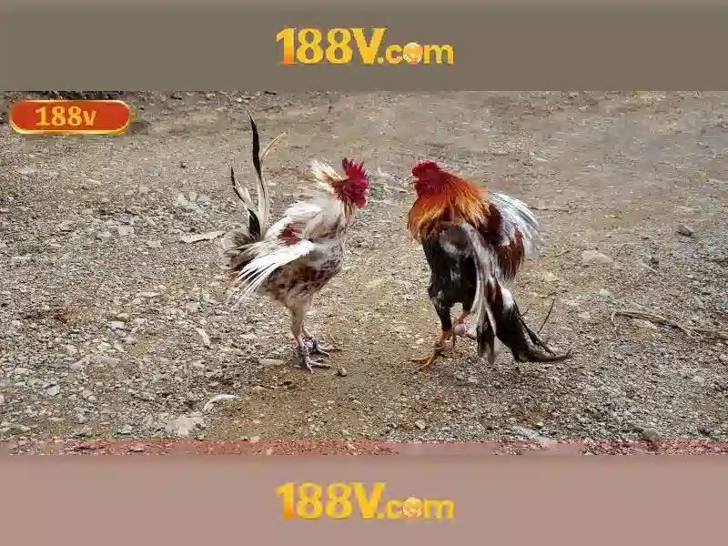 188v no hũ – Tổng quan chủ đề và giá trị cốt lõi